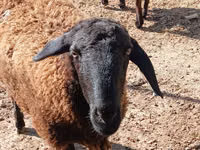 Qoʻy, Hissar sheep — 1-rasm