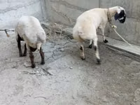 Ram, Sheep — photo 1