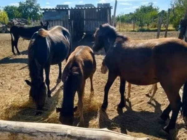 Mare, Horses