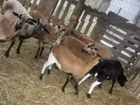 मेढ़ा, Cameroon sheep — फ़ोटो 3