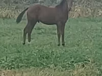 Caballo, Caballos — foto 1