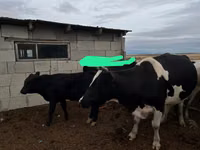 गाय, Russian Black pied cattle — फ़ोटो 3