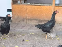 Chickens — Foto 5