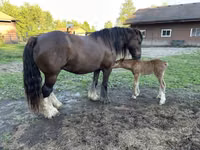 Toychoq, Gypsy horse — 7-rasm
