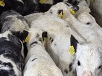 Qoramol (partiya, jinsi ko‘rsatilmagan), Simmental cattle — 3-rasm