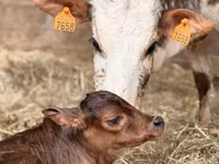 Bulle, Zebu — Foto 1