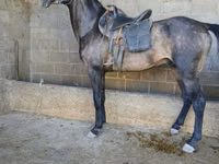 Hengst, Arabian horse — Foto 5