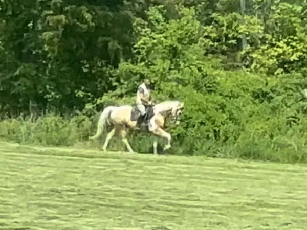 Hengst, Racking Horse