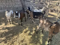 Ешкі, Nubian Goat — 5-сурет