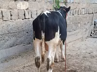 ثور, Simmental cattle — الصورة 7