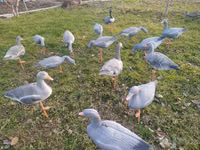 Geese — Foto 1