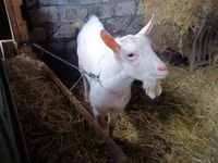 Ziegenbock, Saanen goat — Foto 1