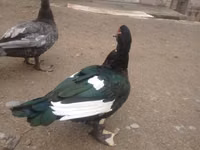 Ducks — 照片 1
