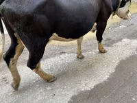 母牛, Russian Black pied cattle — 照片 2