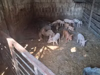 母猪, Pigs — 照片 3