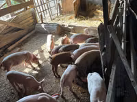 Eber, Schweine — Foto 2