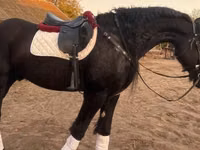 Caballo, Friesian — foto 1