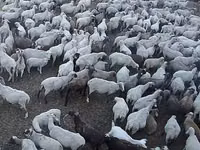 Қой, Hampshire sheep — 3-сурет