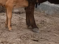 Сиыр, Swiss cattle — 6-сурет