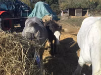 Hengst, Gypsy horse — Foto 2