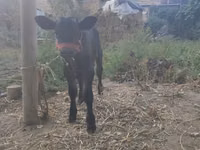 母牛, Swiss cattle — 照片 4