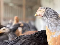 Brahma — Foto 4