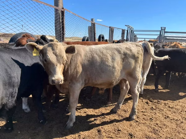 Sigir, Simmental cattle