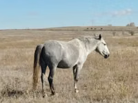 Stute, Kazakh horse — Foto 6
