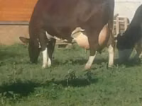 Vaca, Raza Holstein — foto 2