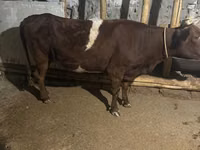 母牛, Russian Black pied cattle — 照片 4