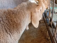 Widder, Arashan sheep — Foto 8