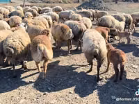 母羊, Sheep — 照片 3