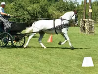 Stute, Lipizzaner — Foto 2