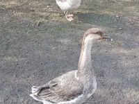 Geese — Foto 1