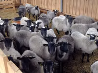 كبش, Romanov sheep — الصورة 5