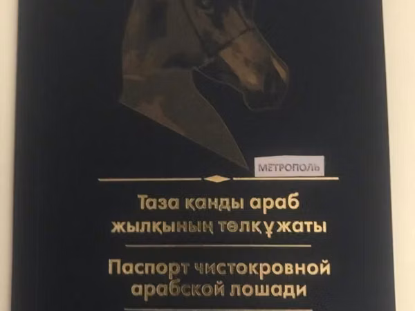 Hengst, Arabian horse