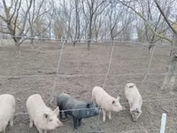 母猪, Pigs — 照片 3