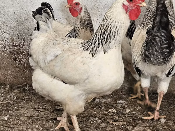 Chickens