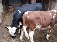 Buqa, Simmental cattle — 3-rasm