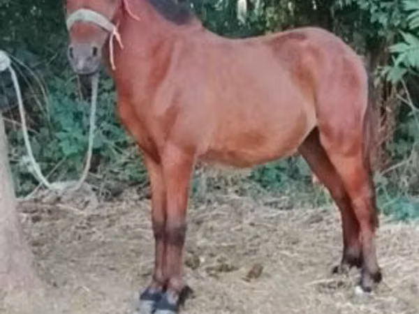 Horse (M), Horses