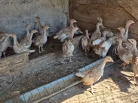 بوربون الأحمر — الصورة 3