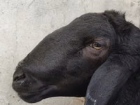 كبش, Hissar sheep — الصورة 4