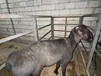 Carnero, Ovejas — foto 1