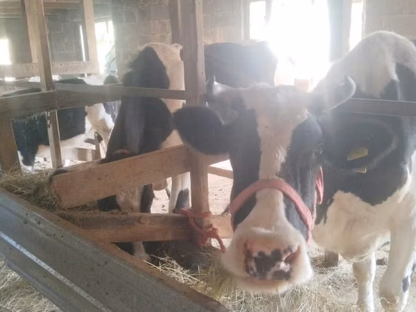 गाय, Latvian Blue cattle