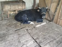 公牛, Cattle — 照片 2