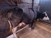 Kuh, Simmental cattle — Foto 2