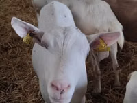 عنزة, Saanen goat — الصورة 1