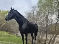 Hengst, Karachay horse — Foto 3
