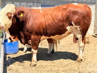 Toro, Simmental cattle — foto 4