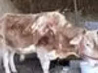 公牛, Simmental cattle — 照片 3